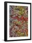 Lichen on Red Rock Formations Near Flagstaff, Arizona-Jaynes Gallery-Framed Photographic Print