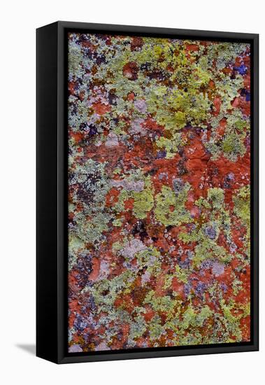Lichen on Red Rock Formations Near Flagstaff, Arizona-Jaynes Gallery-Framed Stretched Canvas
