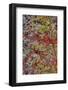 Lichen on Red Rock Formations Near Flagstaff, Arizona-Jaynes Gallery-Framed Photographic Print