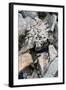 Lichen on Rocks, Assynt Uplands, Scotland, UK, January-Niall Benvie-Framed Photographic Print