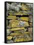 Lichen on Rocks, Broch of Mousa, Mousa Island, Shetland Island, Scotland, United Kingdom, Europe-Andrew Stewart-Framed Stretched Canvas