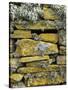 Lichen on Rocks, Broch of Mousa, Mousa Island, Shetland Island, Scotland, United Kingdom, Europe-Andrew Stewart-Stretched Canvas