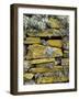 Lichen on Rocks, Broch of Mousa, Mousa Island, Shetland Island, Scotland, United Kingdom, Europe-Andrew Stewart-Framed Photographic Print