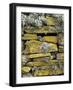 Lichen on Rocks, Broch of Mousa, Mousa Island, Shetland Island, Scotland, United Kingdom, Europe-Andrew Stewart-Framed Photographic Print