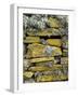 Lichen on Rocks, Broch of Mousa, Mousa Island, Shetland Island, Scotland, United Kingdom, Europe-Andrew Stewart-Framed Photographic Print