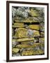 Lichen on Rocks, Broch of Mousa, Mousa Island, Shetland Island, Scotland, United Kingdom, Europe-Andrew Stewart-Framed Photographic Print