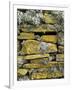 Lichen on Rocks, Broch of Mousa, Mousa Island, Shetland Island, Scotland, United Kingdom, Europe-Andrew Stewart-Framed Photographic Print