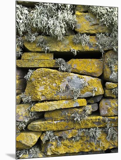 Lichen on Rocks, Broch of Mousa, Mousa Island, Shetland Island, Scotland, United Kingdom, Europe-Andrew Stewart-Mounted Photographic Print