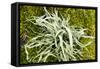 Lichen on Tree-null-Framed Stretched Canvas
