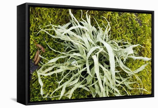 Lichen on Tree-null-Framed Stretched Canvas