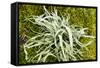 Lichen on Tree-null-Framed Stretched Canvas