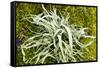 Lichen on Tree-null-Framed Stretched Canvas