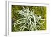 Lichen on Tree-null-Framed Photographic Print