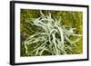 Lichen on Tree-null-Framed Photographic Print