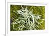 Lichen on Tree-null-Framed Photographic Print