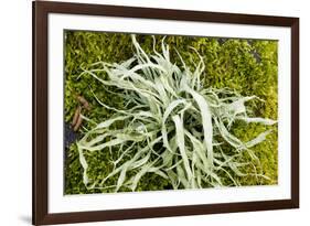 Lichen on Tree-null-Framed Photographic Print