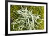 Lichen on Tree-null-Framed Photographic Print