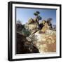 Lichen-Stained Boulders and Euphorbia Trees Add Form and Colour to Lake Eyasi's Impressive Western -Nigel Pavitt-Framed Photographic Print