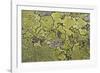 Lichen Thallus-Staffan Widstrand-Framed Giclee Print