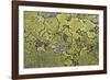 Lichen Thallus-Staffan Widstrand-Framed Giclee Print