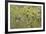 Lichen Thallus-Staffan Widstrand-Framed Giclee Print