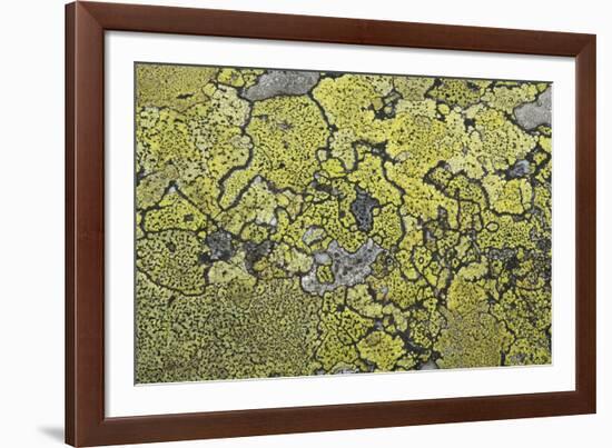 Lichen Thallus-Staffan Widstrand-Framed Giclee Print