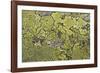 Lichen Thallus-Staffan Widstrand-Framed Giclee Print