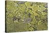 Lichen Thallus-Staffan Widstrand-Stretched Canvas