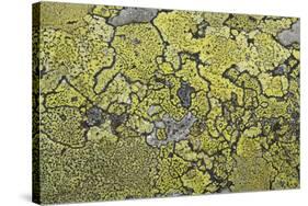 Lichen Thallus-Staffan Widstrand-Stretched Canvas