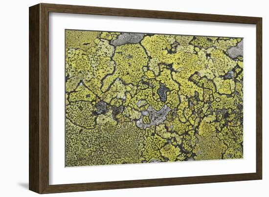 Lichen Thallus-Staffan Widstrand-Framed Giclee Print