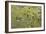 Lichen Thallus-Staffan Widstrand-Framed Giclee Print