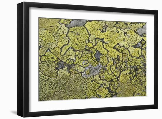 Lichen Thallus-Staffan Widstrand-Framed Giclee Print