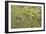 Lichen Thallus-Staffan Widstrand-Framed Giclee Print