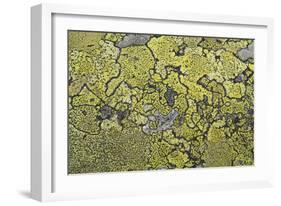 Lichen Thallus-Staffan Widstrand-Framed Giclee Print