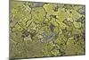 Lichen Thallus-Staffan Widstrand-Mounted Giclee Print