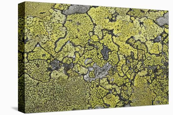 Lichen Thallus-Staffan Widstrand-Stretched Canvas