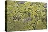 Lichen Thallus-Staffan Widstrand-Stretched Canvas