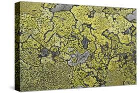 Lichen Thallus-Staffan Widstrand-Stretched Canvas