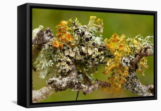Lichens on Blackthorn-null-Framed Stretched Canvas