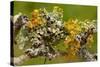 Lichens on Blackthorn-null-Stretched Canvas