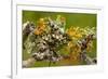 Lichens on Blackthorn-null-Framed Photographic Print