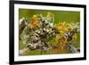 Lichens on Blackthorn-null-Framed Photographic Print