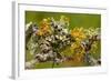 Lichens on Blackthorn-null-Framed Photographic Print