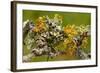 Lichens on Blackthorn-null-Framed Photographic Print