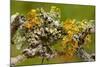 Lichens on Blackthorn-null-Mounted Photographic Print