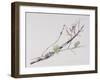 Lichens on Cherry Tree, 2001-Rebecca John-Framed Giclee Print