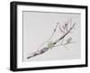 Lichens on Cherry Tree, 2001-Rebecca John-Framed Giclee Print