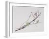 Lichens on Cherry Tree, 2001-Rebecca John-Framed Giclee Print