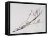 Lichens on Cherry Tree, 2001-Rebecca John-Framed Stretched Canvas