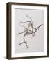 Lichens on Crab Apple Tree, 2001-Rebecca John-Framed Giclee Print